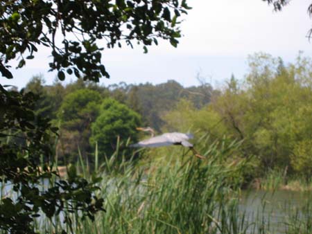 blue-heron-takes-off